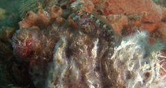 Parablennius marmoreus