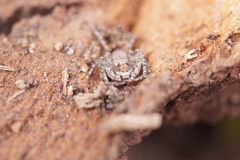 Philodromus
