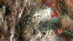 Parablennius marmoreus