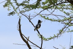 Lanioturdus torquatus