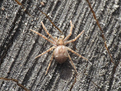 Pulchellodromus bistigma