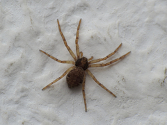 Pulchellodromus bistigma