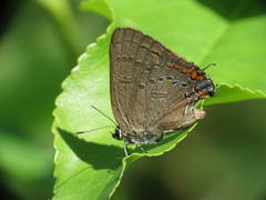 Satyrium edwardsii