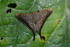 Ectomis hirtius