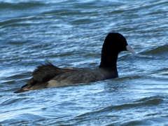Fulica atra