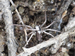 Pulchellodromus pulchellus