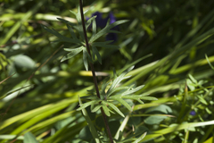 Aconitum glandulosum