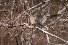 Streptopelia orientalis