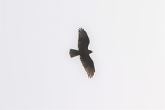 Buteo japonicus