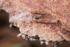 Trichopterapion holosericeum