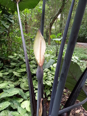 Xanthosoma violaceum