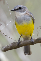 Eopsaltria griseogularis