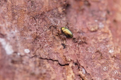 Crepidodera