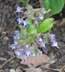 Trachystemon orientalis