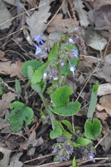 Trachystemon orientalis