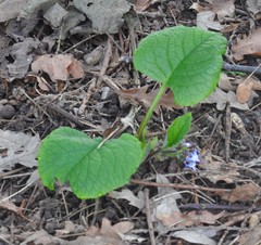 Trachystemon orientalis