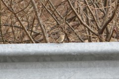 Phoenicurus auroreus