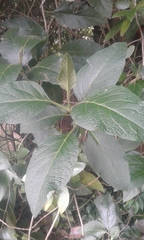 Aegiphila ferruginea