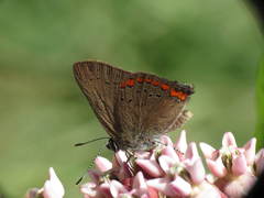 Satyrium titus