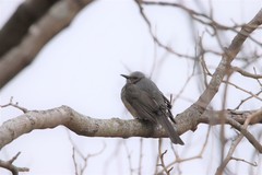 Hypsipetes amaurotis