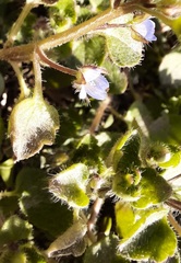 Veronica hederifolia