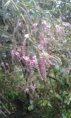 Aloysia scorodonioides
