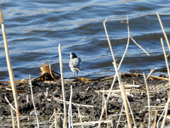 Motacilla alba