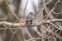 Hypsipetes amaurotis