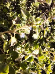 Veronica hederifolia