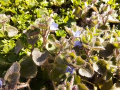 Veronica hederifolia