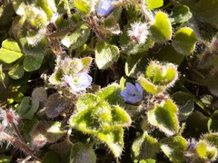 Veronica hederifolia