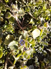 Veronica hederifolia