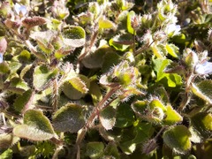 Veronica hederifolia