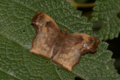 Polyctor extensa