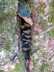 Phellinus lundellii