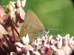 Satyrium titus