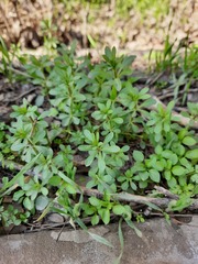 Galium