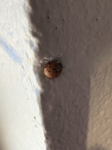 Asian Lady Beetle photographed in Alabama