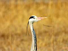 Ardea cinerea