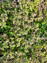 Veronica hederifolia