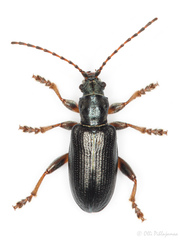 Plateumaris consimilis