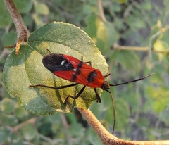 Oncopeltus nigriceps