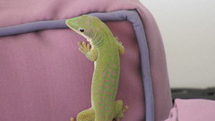 Phelsuma dubia