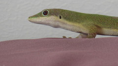 Phelsuma dubia