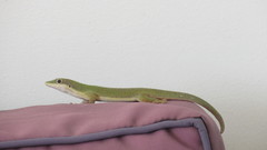 Phelsuma dubia