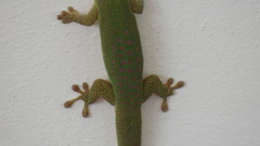 Phelsuma dubia