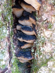 Phellinus lundellii