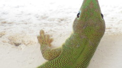 Phelsuma dubia