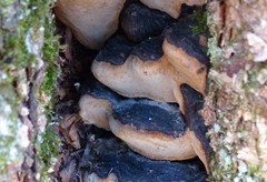 Phellinus lundellii