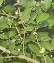 Vepris trichocarpa